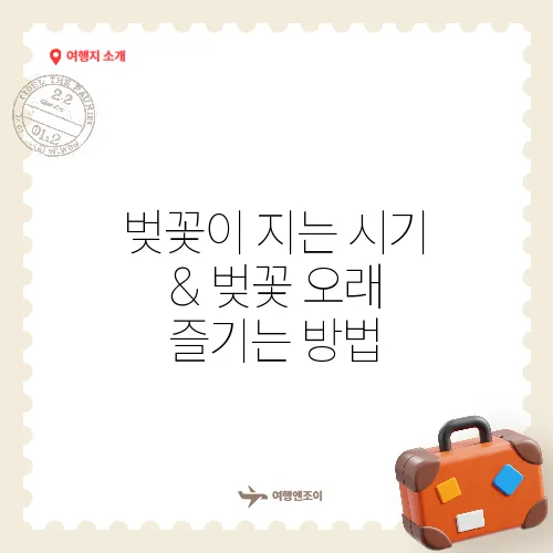 벚꽃이 지는 시기 & 벚꽃 오래 즐기는 방법